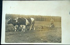 48258 AK Animaux Vaches Vache