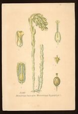 Planche botanique : Monotrope Suce-pin.Atlas des plantes de France, Masclef,XIXe