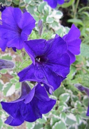 Surfinia pétunia violet - surfinia,