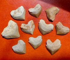 DENTS DE REQUINS FOSSILES 