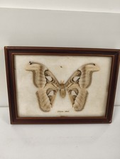 Papillon géant Attacus Atlas