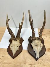 LOT Trophées de Chevreuil sur