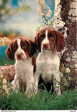 Animaux - Chiens - Springer Anglais - Chiots - CPM - Voir Scans Recto-Verso