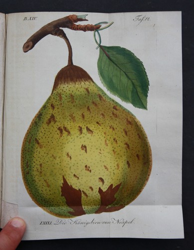 Pomologie faucille le - pomologie,,