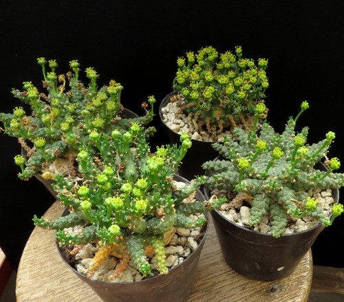 Euphorbia gorgonis caudex - gorgonis,,