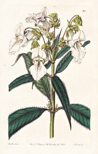 Impatiens candida himalaya - impatiens,
