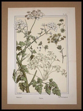  GRASSET, Eugène, Persil