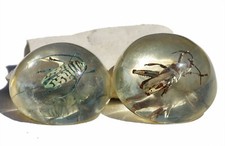 Lot de deux inclusions en