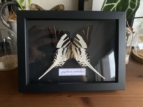 Papillon graphium androcles - papillon,