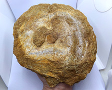 Enorme huître fossile ronde