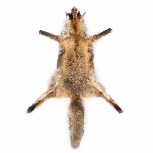 Peau renard - peau,