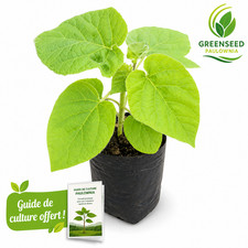 Plants De Paulownia — Z07