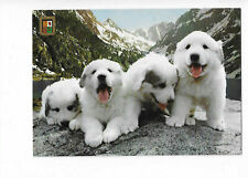 CHIEN  CHIENS  CHIOTS DES