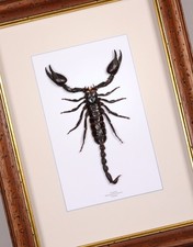 Véritable Papillon/ Scorpion