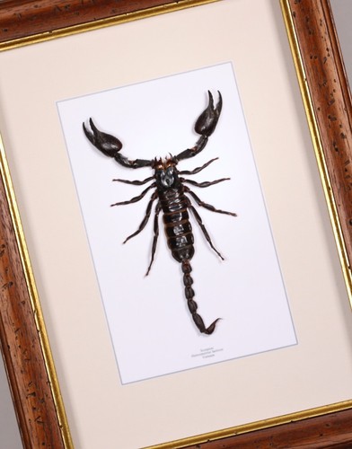 Véritable papillon scorpion - véritable,