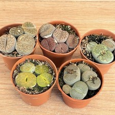 MÉLANGE Lithops, pot 5,5 cm /