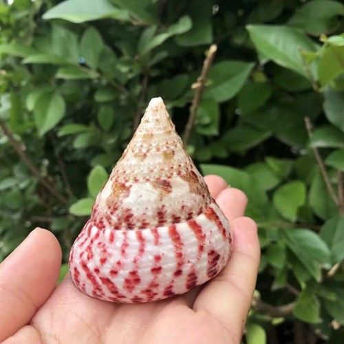 étagée naturel conque coque - Étagée,