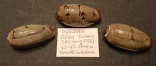 Coquillage de collection : 3 magnifiques Oliva vidua Extra (43,47 et 50 mm)