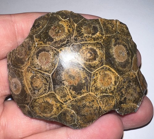 Moroccan pre dinosaur - pre,