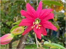 Passiflora X Exoniensis - Passiflore - 1 plant