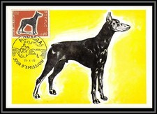 49016 N°816 Doberman chien