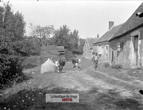 Ferme campagne vaches - campagne,,