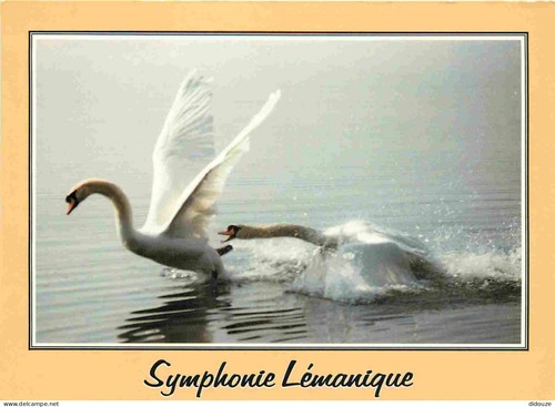 Carte postale animaux - carte,