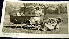 53442 AK Chiens Pékinois Tirant Une Voiture Vers 1920