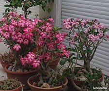 Graines fraîches adenium