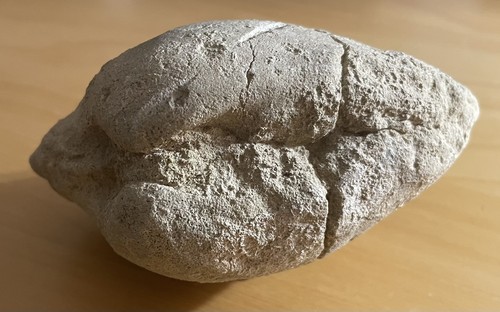 Fossile coquillage bivalve - coquillage,