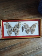 Couple Attacus atlas papillons encadrés vintage années 80