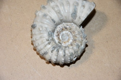 Ammonite douvilleiceras - ammonite,