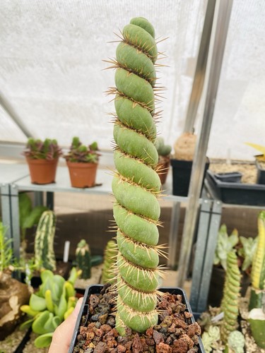 Eulychnia castanea spiralis - eulychnia,