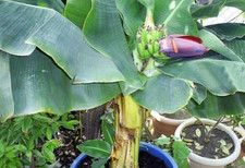 Bananier d'intérieur - Musa