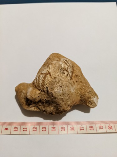 Fossile bivalve - fossile,
