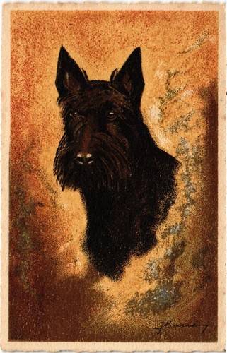 Cpa schnauzer dogs - cpa,