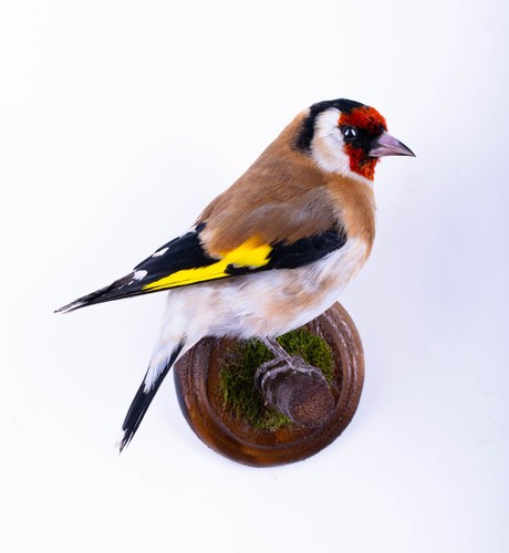 Taxidermy bird european - taxidermy,