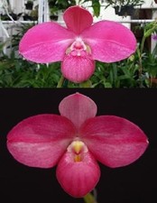 Phragmipedium Acker’s Berry