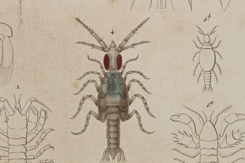 Crustaceans engraving animal - engraving,