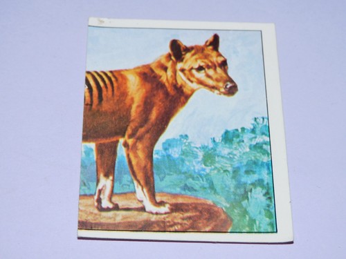 Image panini animaux - panini,