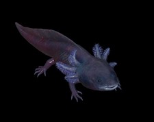 Fallout 76 - PC - Shadow Axolotl