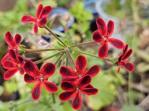 Pelargonium ardens géranium - pelargonium,
