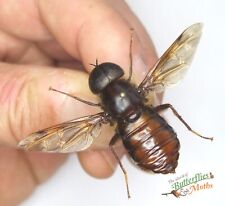 Ensemble De Diptera En Bois