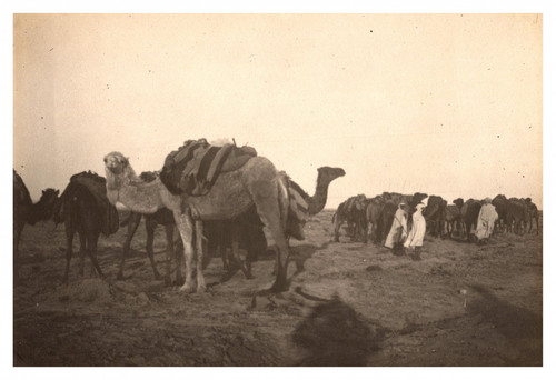 Algérie caravane dans le - algérie,,