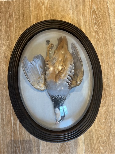 Taxidermie oiseau - taxidermie,
