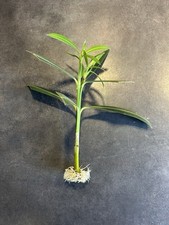 Bouture Laurier Rose a repiquer env. 12 à 15 cm