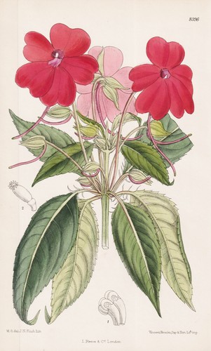 Impatiens herzogii - impatiens,