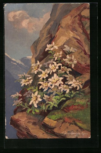 Carte postale edelweiss - postale,