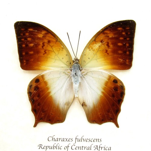 Entomologie papillon - entomologie,