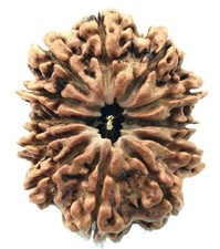 Super Collection Taille 12